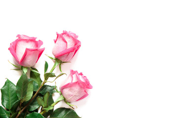 Beautiful pink roses isolated on white background. - Image