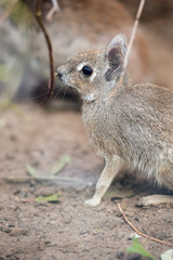 Calf of Chacoan Mara (Dolichotis salinicola), large South American rodent of the cavy family. Mara sits, eats branch and looks around