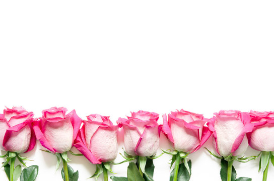 Beautiful pink roses isolated on white background. - Image