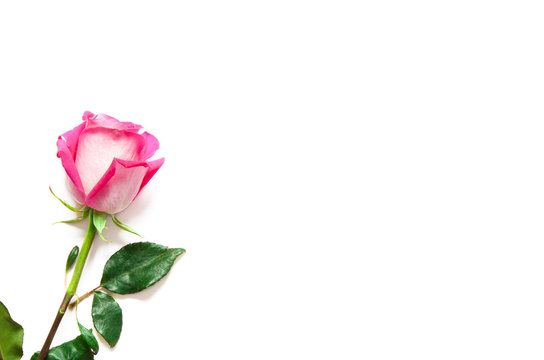 Beautiful pink rose isolated on white background. - Image