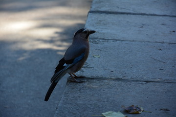 bird on the road