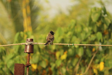 Red Vented Bulbul bird sitting on the electric post or electric wire on the morning