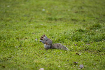 one cute brown squirrel sitting on green grass field holding a nut in its hand