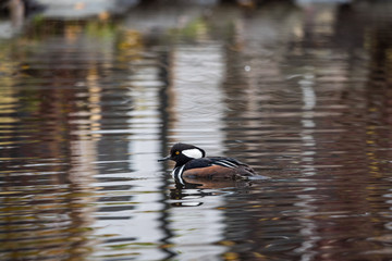 one male merganser duck swimming in the pond in a cloudy morning