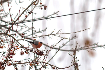 bullfinch on a branch