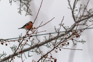 bullfinch on a branch