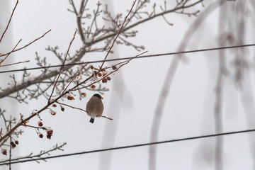 sparrow on branch