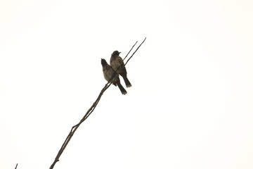 Two Red Vented Bulbul bird or two birds sitting on the tree or tree branch on the morning with white background
