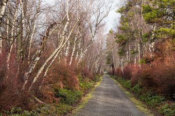 straight trail in the park with leafless trees and red branched bushes  on the sides with white tree barks on a cloudy day