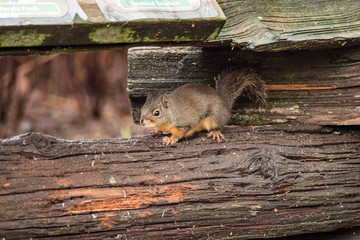 close up of a cute Douglas squirrel resting on the  wooden fences in the park staring at you