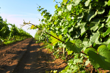 Fototapeta na wymiar Grape leaves in vineyard. Rows of grapevine on a sunny day in a vineyard
