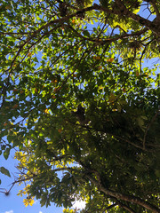 Beautiful sloth in its natural habitat 