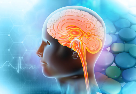 Human brain anatomy on scientific background. 3d illustration