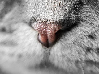 Cat nose close up. Gray cat, macro photography. The concept of the scent of cats, the health of the respiratory tract of the pet.