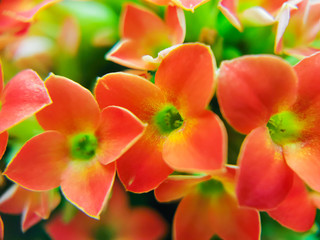 Obraz na płótnie Canvas Small orange flowers of a houseplant. The concept of home care for plants, flowering, the onset of spring. Bright macro photo.