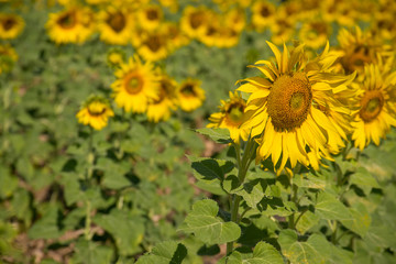 daytime Thailand outdoor garden background many sunflower nature is beautiful wallpaper