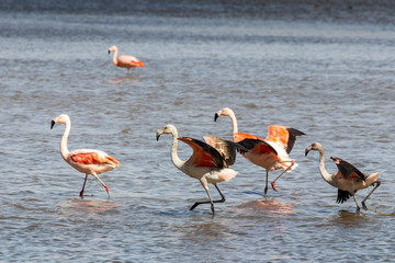 Flamingos at Laguna Vinto in Bolivia