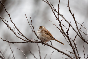 sparrow on a branch