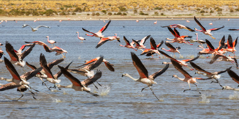 Fototapeta premium Flamingos at Laguna Vinto in Bolivia