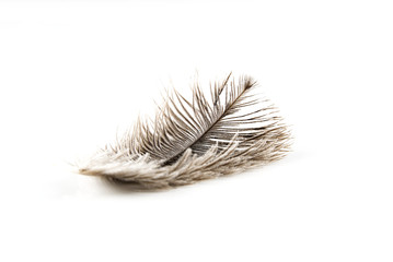 Single fluffy feather isolated on white with copy space