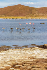 Flamingos at Laguna Vinto in Bolivia