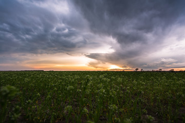 stormy sunset over green field