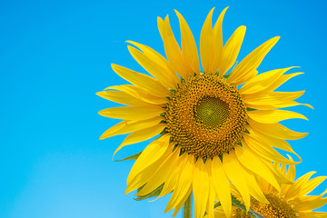 daytime Thailand outdoor blue sky background one sunflower nature is beautiful wallpaper