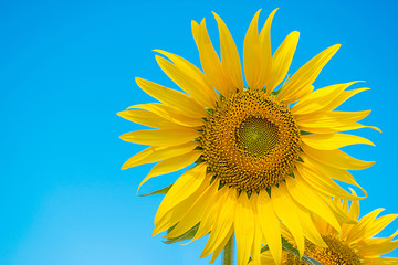Obraz premium daytime Thailand outdoor blue sky background one sunflower nature is beautiful wallpaper