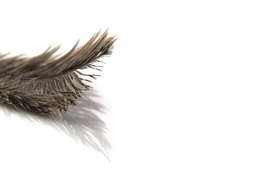 Obraz premium Single fluffy feather isolated on white with copy space