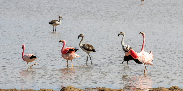 Flamingos at Laguna Vinto in Bolivia