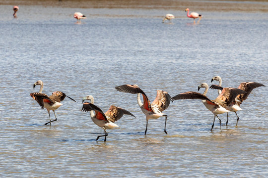 Flamingos at Laguna Vinto in Bolivia