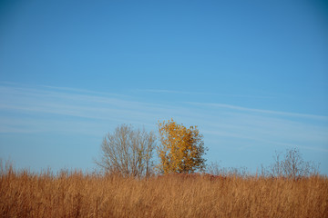 tree in the field