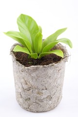 Small tree in pot isolated on over white backgroun