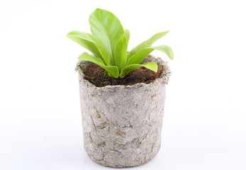 Small tree in pot isolated on over white backgroun