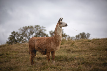 Fototapeta premium llama standing tall 