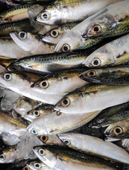 The fish sold in Indonesian traditional market in South Sulawesi - Indonesia.
