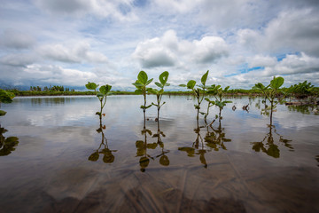 flooded crops in water
