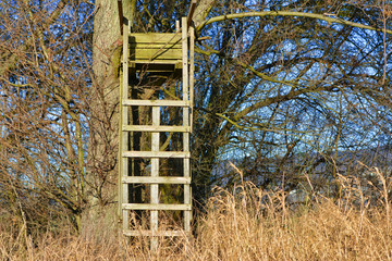 Simple wooden raised tree ladder stand secured to a tree as vantage point for hunters