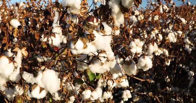 Cotton Plantation field in a rural area in Arizona/USA.