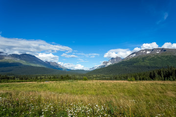 field of grass leading to mountains