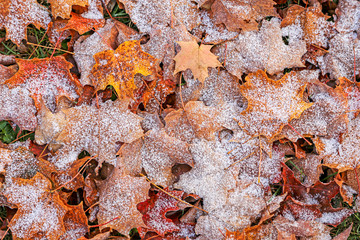 Erster Frost auf Herbstlaub