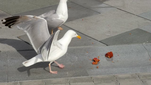 seagull eating cake on street