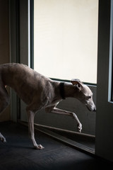 Whippet dog leaves the house through the door