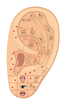 Acupuncture Ear Points Images – Browse 281 Stock Photos, Vectors, and Video  | Adobe Stock