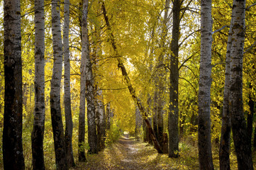 Осенняя алея