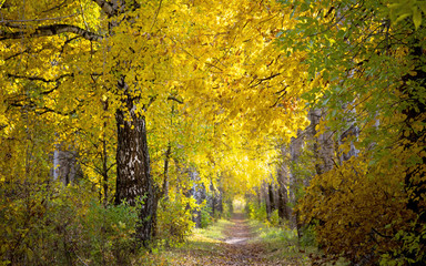 Fototapeta premium Осенняя алея