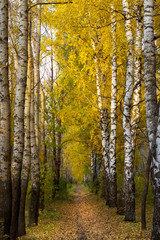 Obraz premium Осенняя аллея