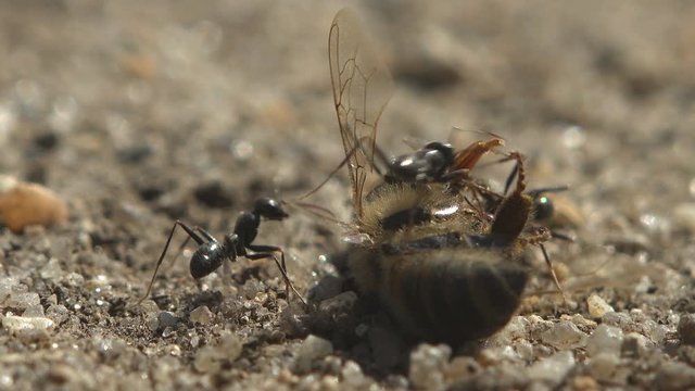 Ants attacked, attacked paralyzed bee on dry sand, trying to take it to their anthill. Macro Wildlife View