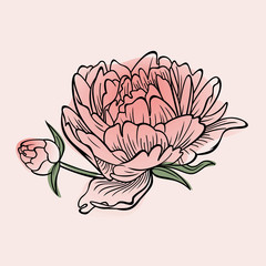 Pink peony flower vector image.