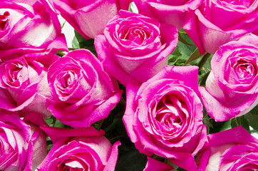 Natural pink roses background. - Image